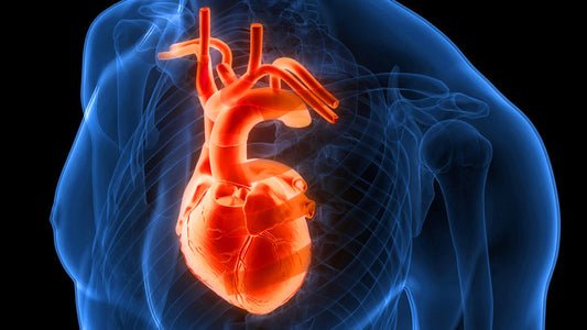 Vorhofflimmern: Ursachen, Symptome und effektive Behandlungsmöglichkeiten